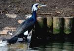 Grand Cormoran