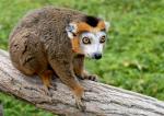 Lémur Couronné