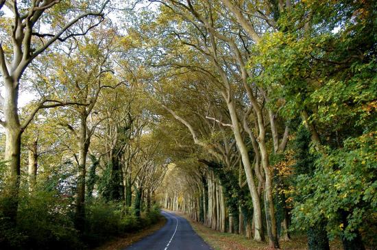 Bois des Tillières