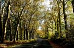 Bois des Tillières