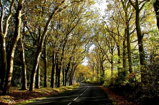 Bois des Tillières