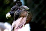 Condor des Andes