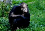 Chimpanzé