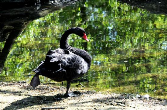 Cygne Noir