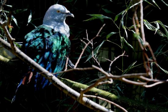 Pigeon de Nouvelle-Guinée