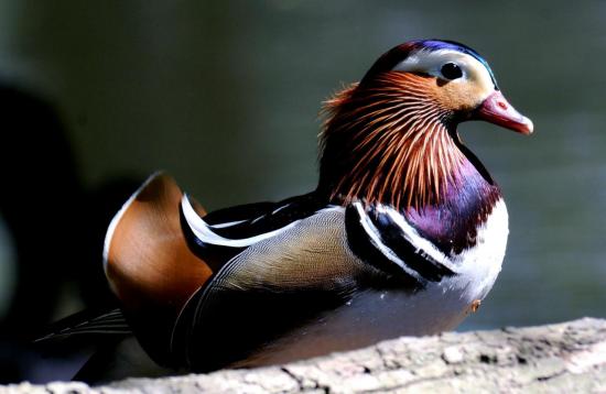 Canard Mandarin