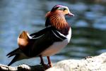 Canard Mandarin