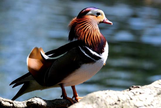 Canard Mandarin