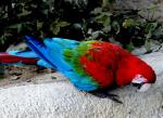 Ara Chloroptère