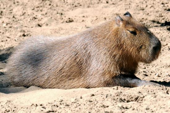 Capybara 