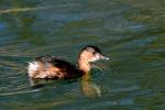 Grèbe Castagneux