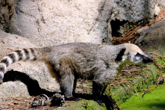 Coati Roux