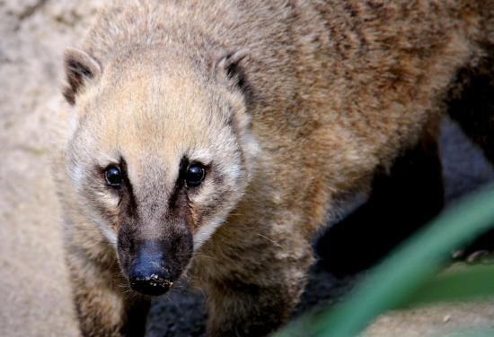 Coati Roux