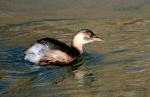 Grèbe Castagneux