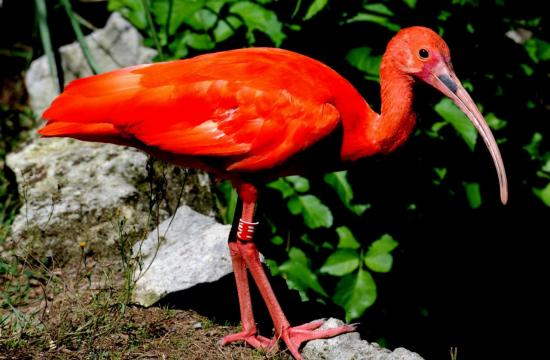 Ibis Rouge