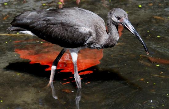 Ibis