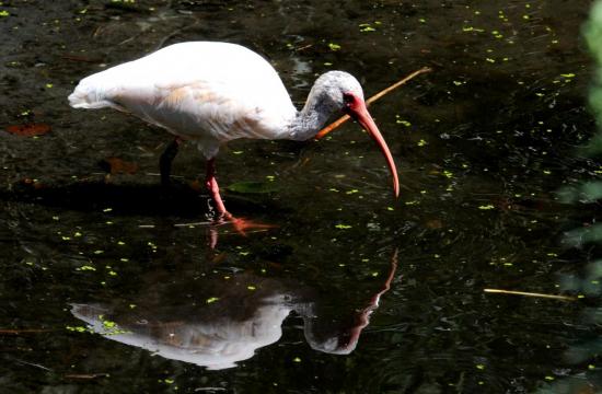 Ibis