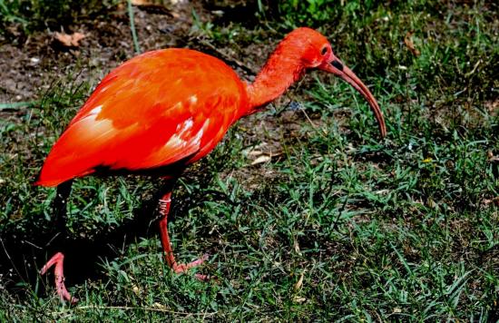 Ibis Rouge