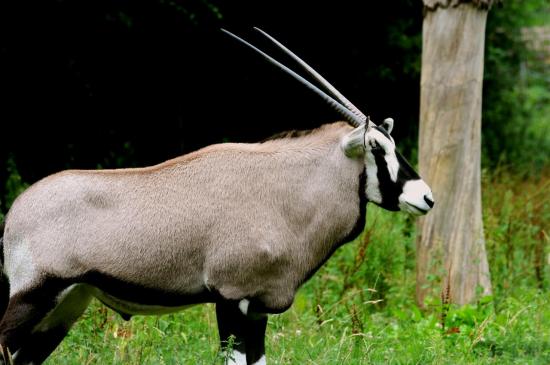 Oryx