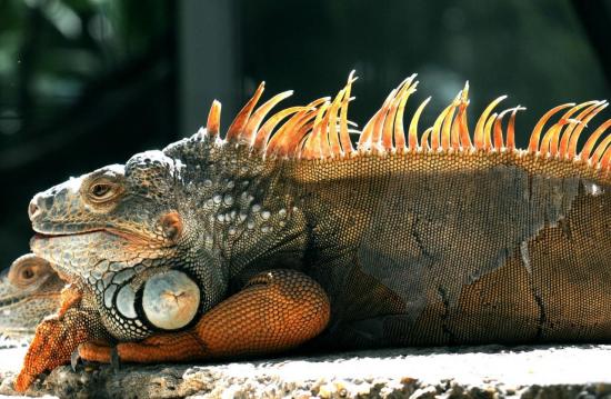 Iguane Vert