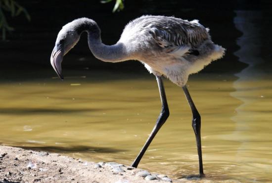 Flamant Rose de Cuba