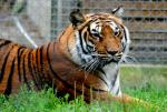 Tigre de Siberie