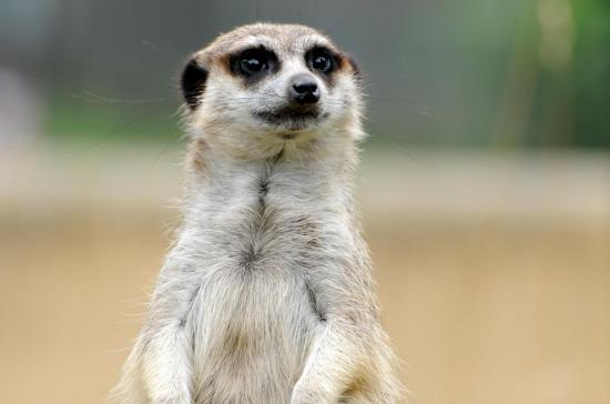 Suricate