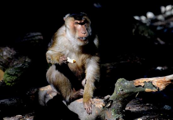 Macaque à queue de cochon