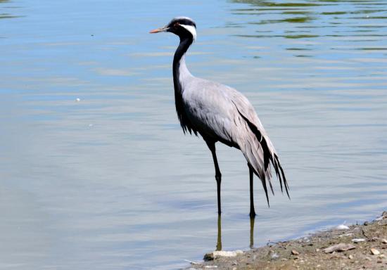 Grue Demoiselle