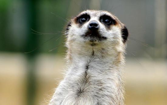 Suricate