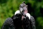 Condor des Andes