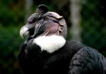 Condor des Andes