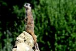 Suricate