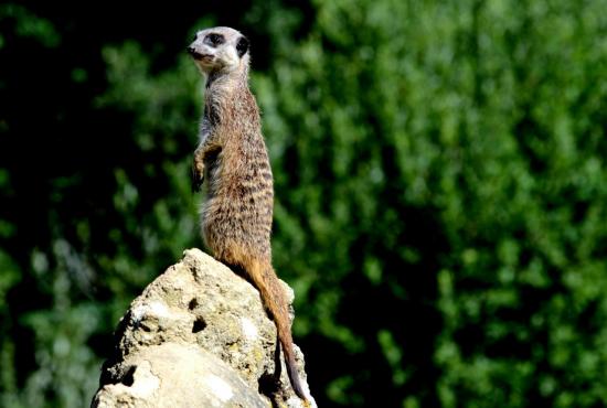 Suricate