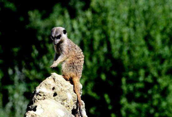 Suricate