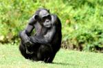 Chimpanzé