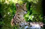 Serval
