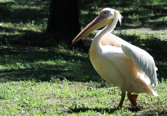 Pélican Blanc