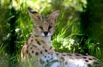 Serval