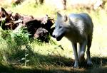 Loup Blanc