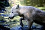 Loup Blanc