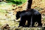 Ours Noir