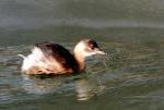 Grèbe Castagneux