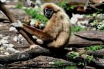 Gibbon à Main Blanche