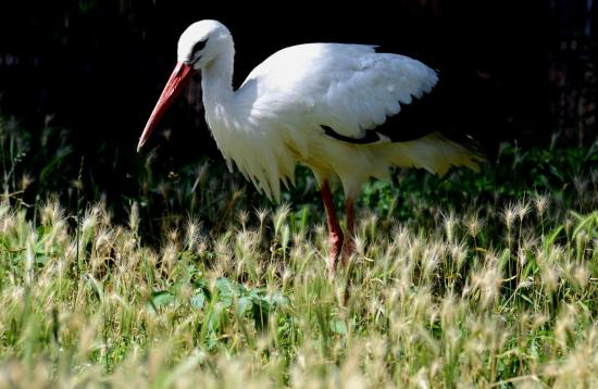 Cigogne Blanche