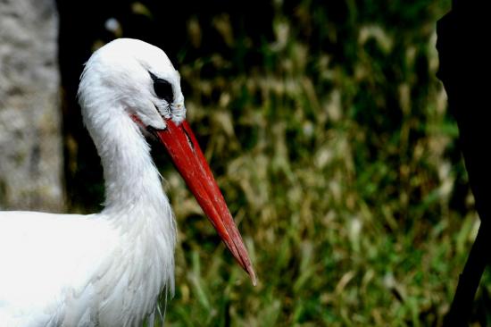 Cigogne Blanche