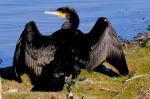 Grand Cormoran