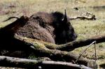 Bison d'Amérique