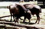 Bison d'Amérique
