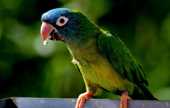 Conure à Tête Bleu